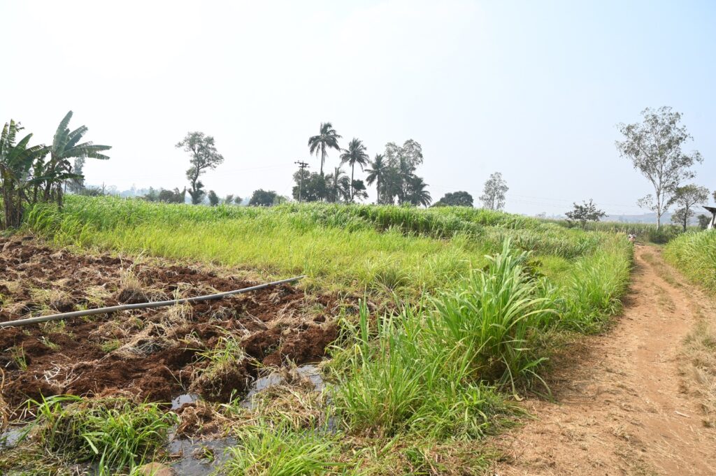 गायरान शेती